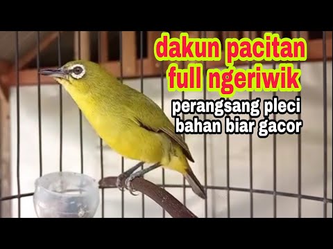 MELONGO LIAT STOK BURUNG DISINI !!! READY BRANJANGAN - PLECI - ANIS KEMBANG DLL