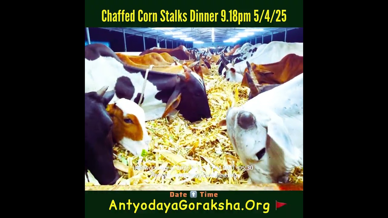 [05 Apr 2026] Sandhya Nivedana to Gomatas 🙏