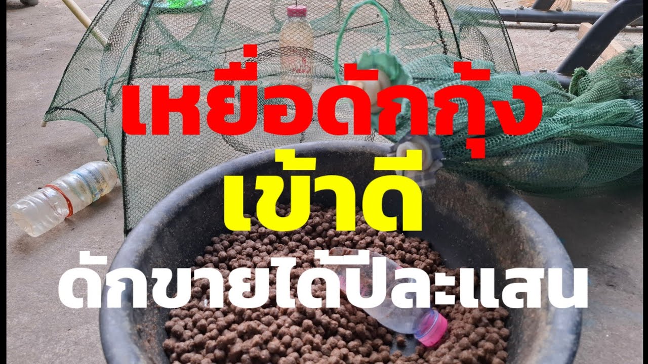 เหยื่อดักกุ้งฝอยสูตรเด็ดดักกุ้งขายอาชีพเสริมเข้าดีได้ปีละแสน