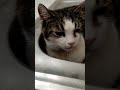 Cat in the sink