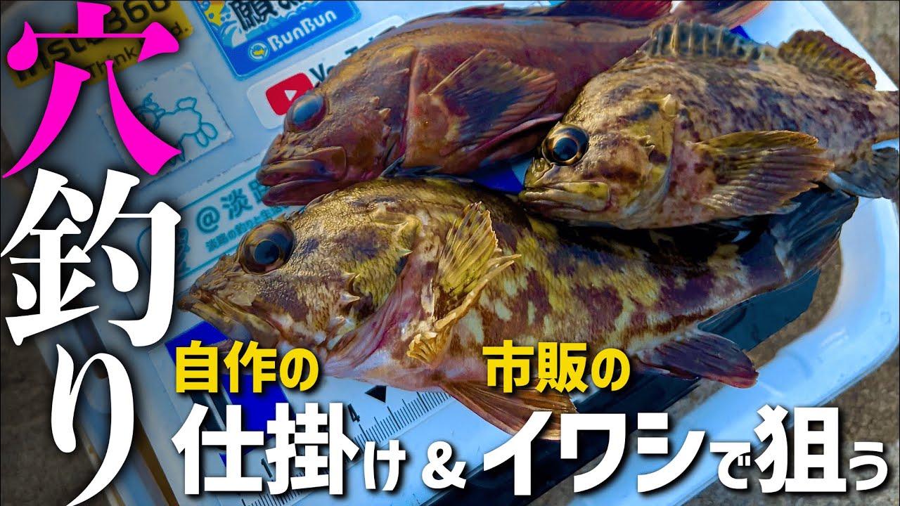 1月の淡路島で穴釣り！20センチ台も釣れた！自作ブラクリ×スーパーのイワシで良型ガシラを狙え【淡路島釣り】【自作ブラクリ】【淡路島穴釣り】