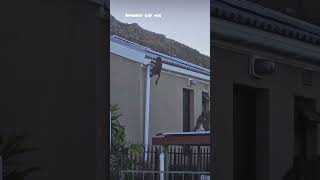 I Have A Problem With Monkeys