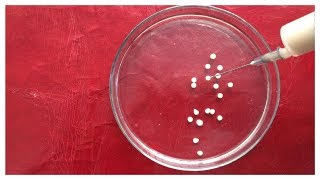 Enzyme Immobilization Techniques | Yeast Cell Immobilization | Enzymatic Immobilization Process