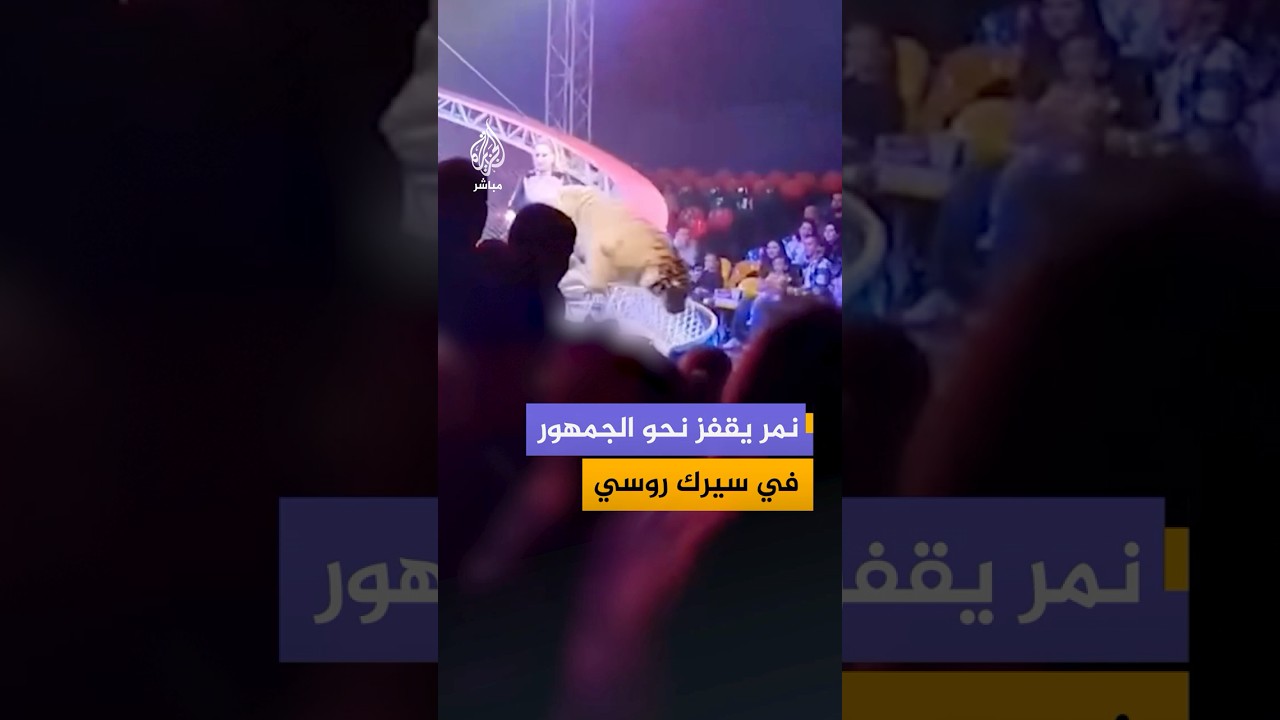 مشاهد متداولة توثق لحظة خروج نمر عن السيطرة وقفزه نحو الجمهور خلال عرض سيرك