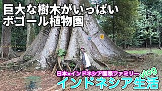 ボゴールの植物庭園でお散歩！巨大樹木、博物館、ご当地グルメ！🌴インドネシア生活 vlog 🌴