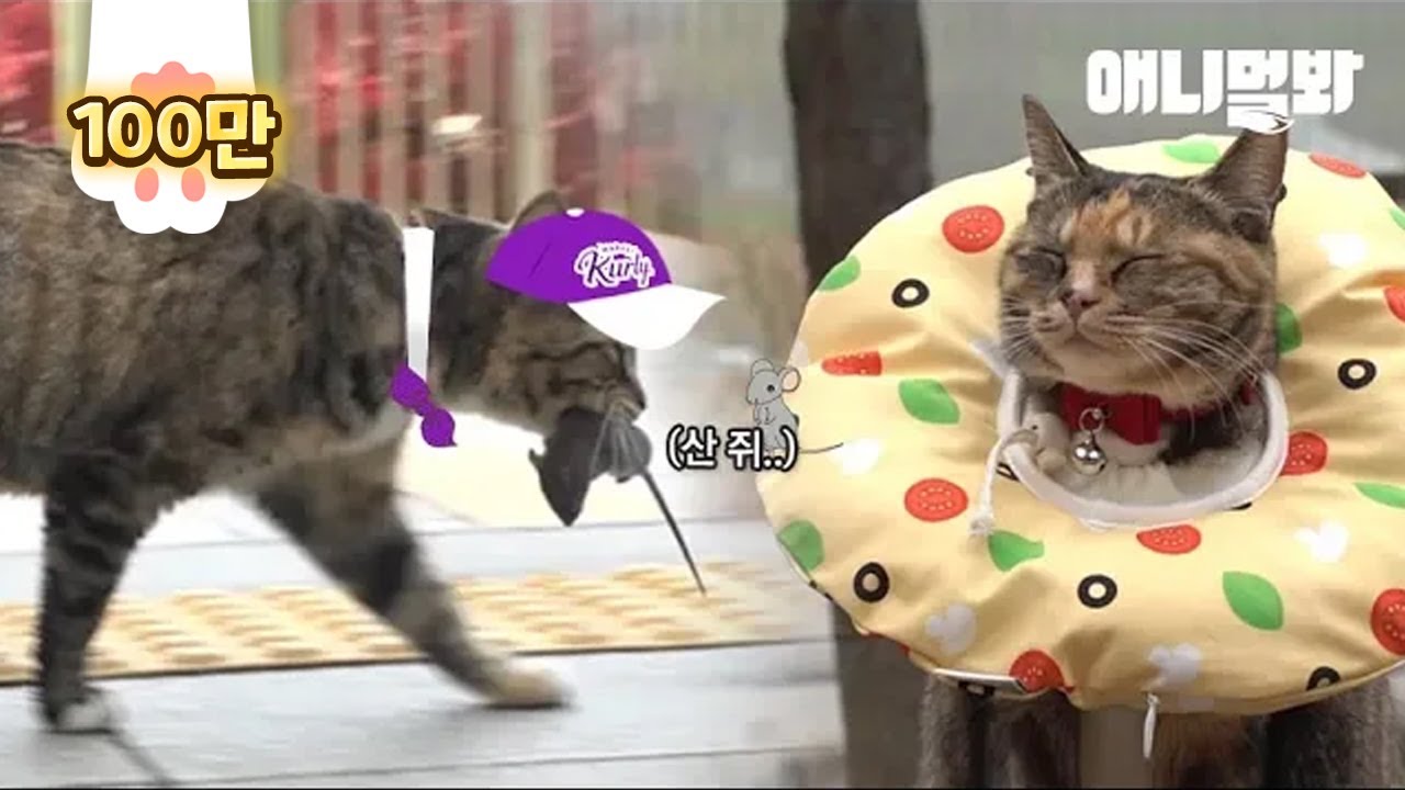 Cat доставляет живую крысу каждый день бесплатно LOL