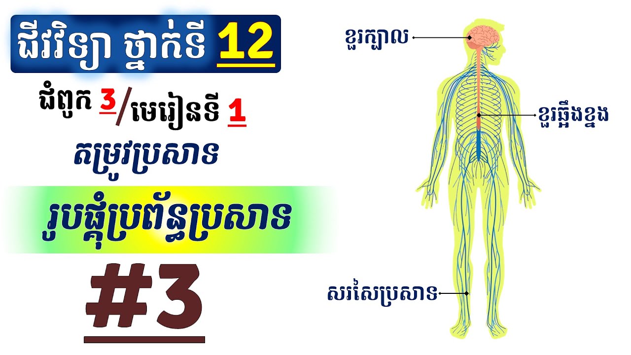 ជីវវិទ្យាទី១២-ជំពូក៣-មេរៀនទី១-#រូបផ្គុំប្រព័ន្ធប្រសាទ (ភាគ3)