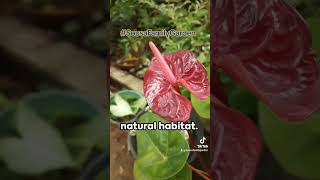 Unlocking the Hidden Beauty of Anthurium Foliage by #SousaFamilyGarden