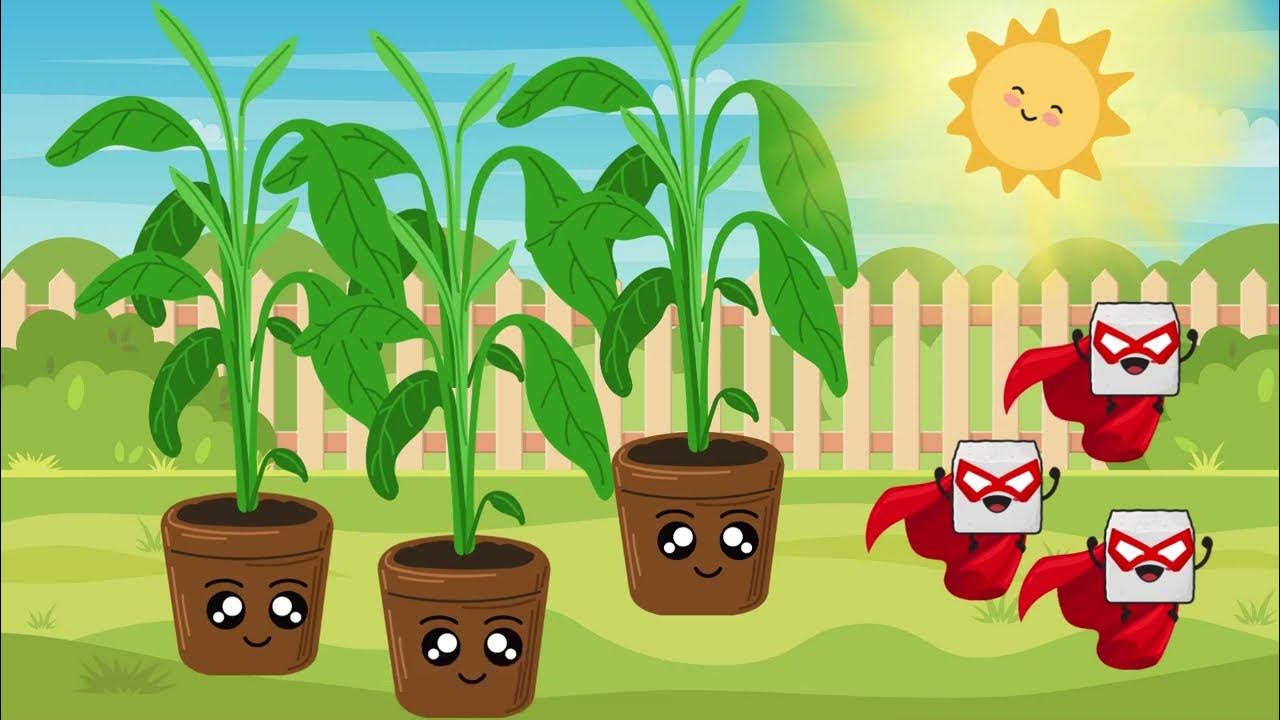 How plants use sugar to cope stress? (BCH43011 PLANT BIOCHEMISTRY