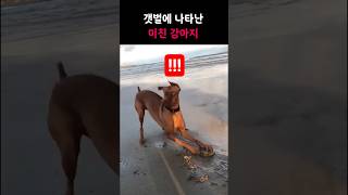 갯벌에 나타난 미친 강아지