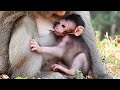 This baby monkey very ADORABLE get milk on ground with mommy (GIGI).