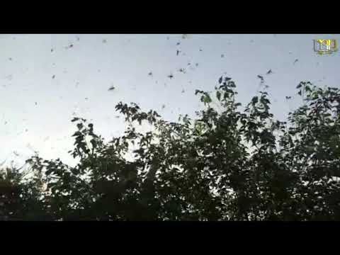 أسراب من حشرة الجراد في مدينة الشعفة اللهم سلم 