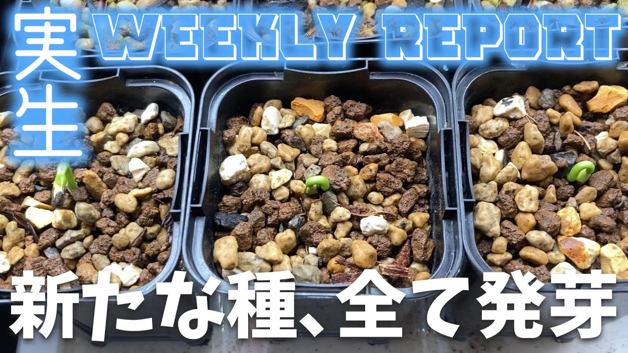 新たな種が全部発芽してくれた週｜パキポ、ピグマエア、センナ、オベサ、ボンバックス、ギラウミニアナの実生苗育成記録#102