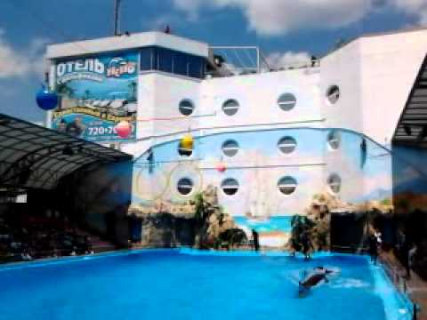 Дельфинарий немо дельфины 5