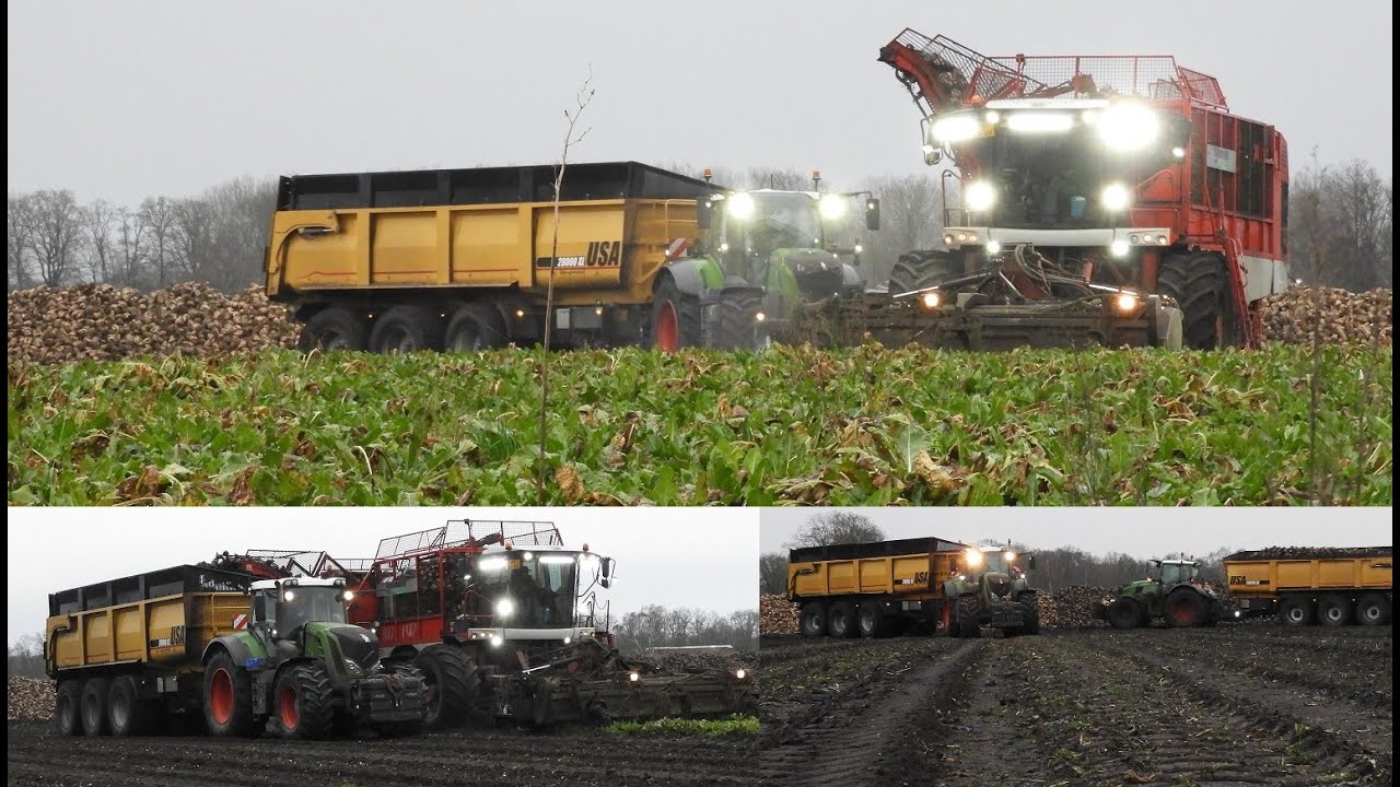 Suikerbieten rooien door Ploegmakers de Rips met Vervaet beet eater en 2x Fendt met USA kieper.