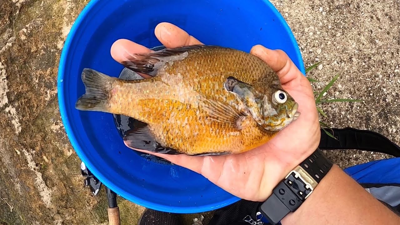 Bluegill Fishing From The Bank Bluegill Fishing Texas YouTube