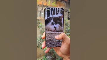 Samsung S24 Camera Test 🐈