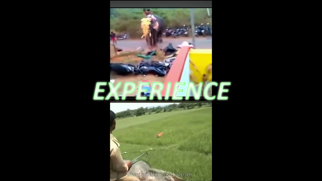 ELEPHANT VS TIGER - WHO WOULD WIN 