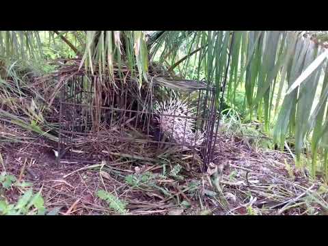 Video: Bagaimanakah bulu burung landak berfungsi?