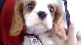 Tesla the Cavalier Spaniel Puppy by Rey 1,633 views 15 years ago 35 seconds