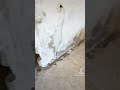 Установка радиаторов отопления Рифар монолит в квартире Минск под ключ
