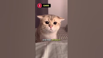 How To Understand Your Cat’s Body Language! 🐈🐈‍⬛