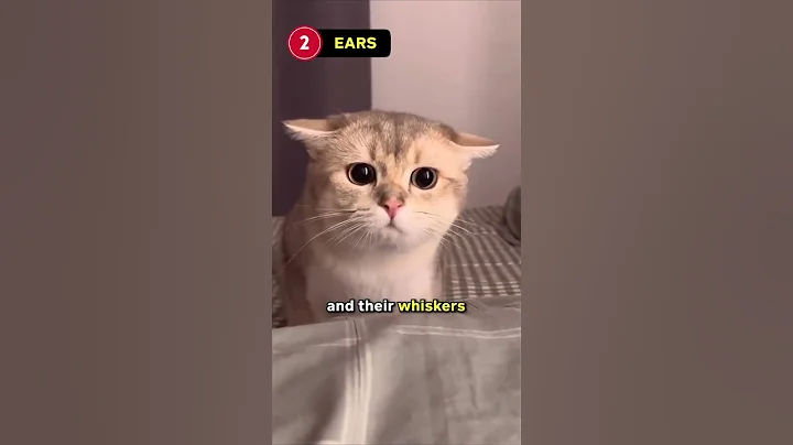 How To Understand Your Cat’s Body Language! 🐈🐈‍⬛