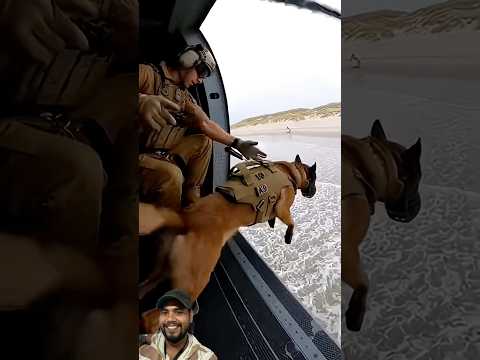 K9 Suspect Capture Training in the world🐕😳