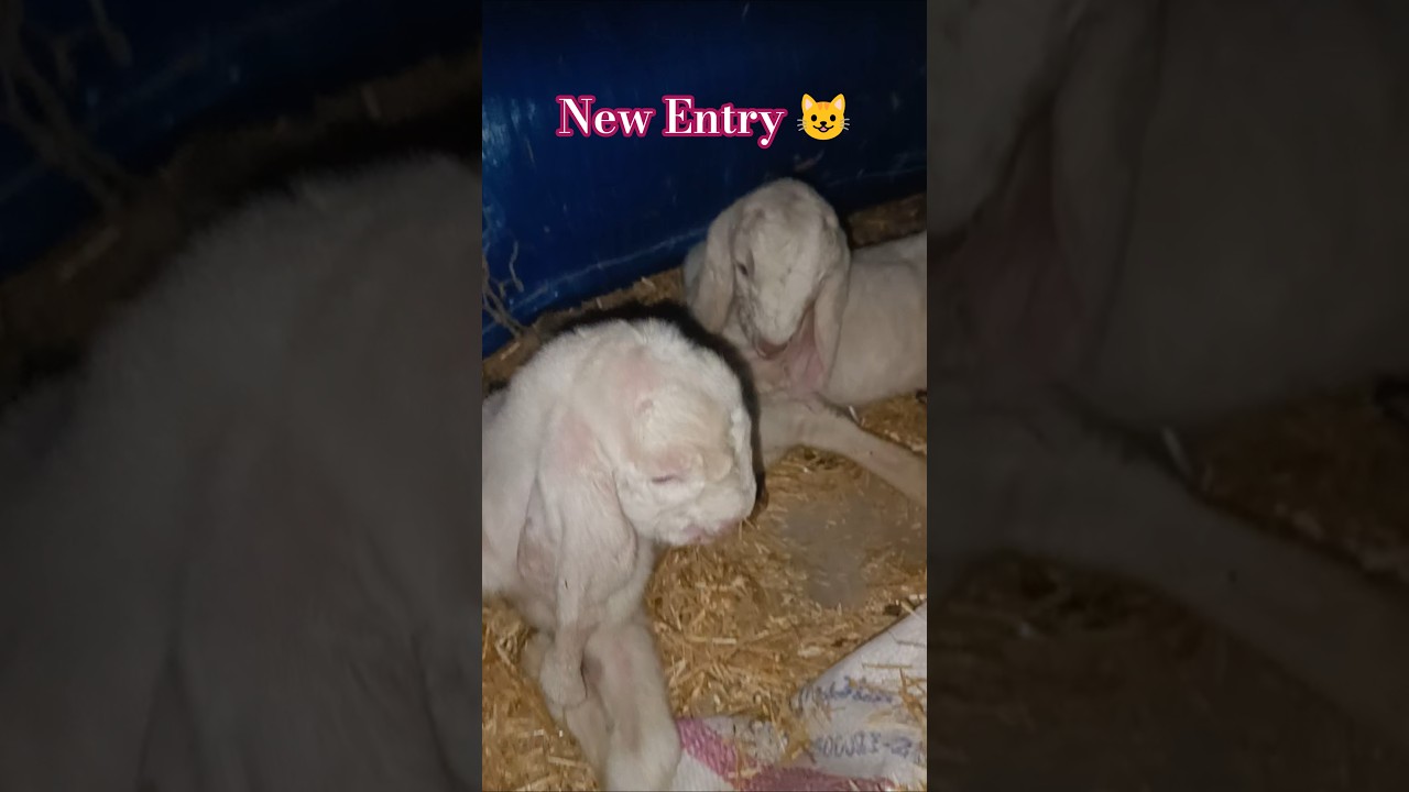 بکری نے دو بچے دے دیے ماشاء اللہ 