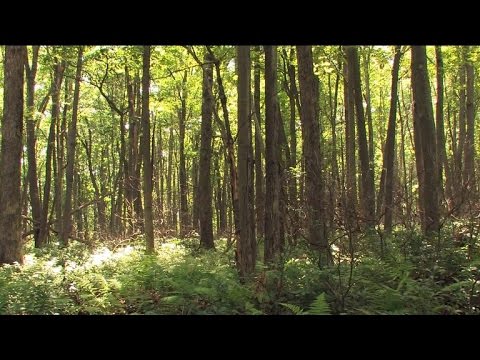 Video: Allegheny National Forest: Der vollständige Leitfaden