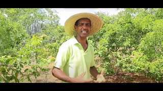 Inovações Agroflorestais na Caatinga - Eduardo Emídio