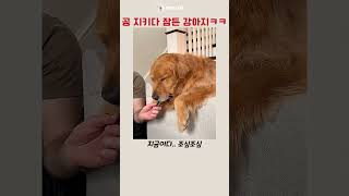 공 지키다 잠든 강아지 ㅋㅋ #리트리버 #강아지 #retreiver