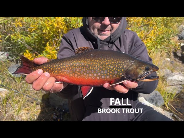 How to Catch BIG Brook Trout on Spinners - YouTube