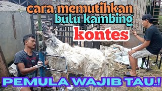CARA MEMUTIHKAN BULU KAMBING KONTES ll PEMULA WAJIB TAU TERBARU 2025