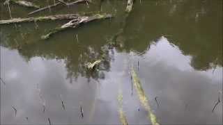 Some Animals I saw at Heard Natural Science Museum and Wildlife Sanctuary