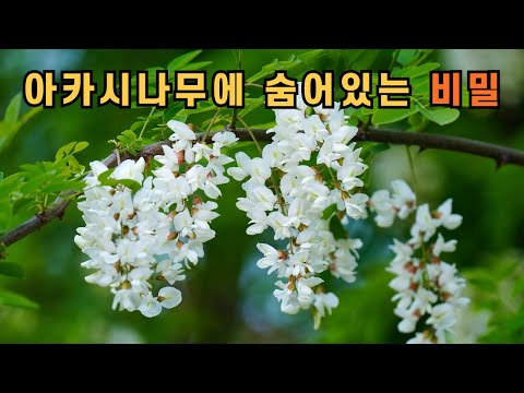 아카시나무에 숨어있는 비밀