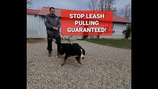 HOW TO STOP LEASH PULLING INSTANTLY!