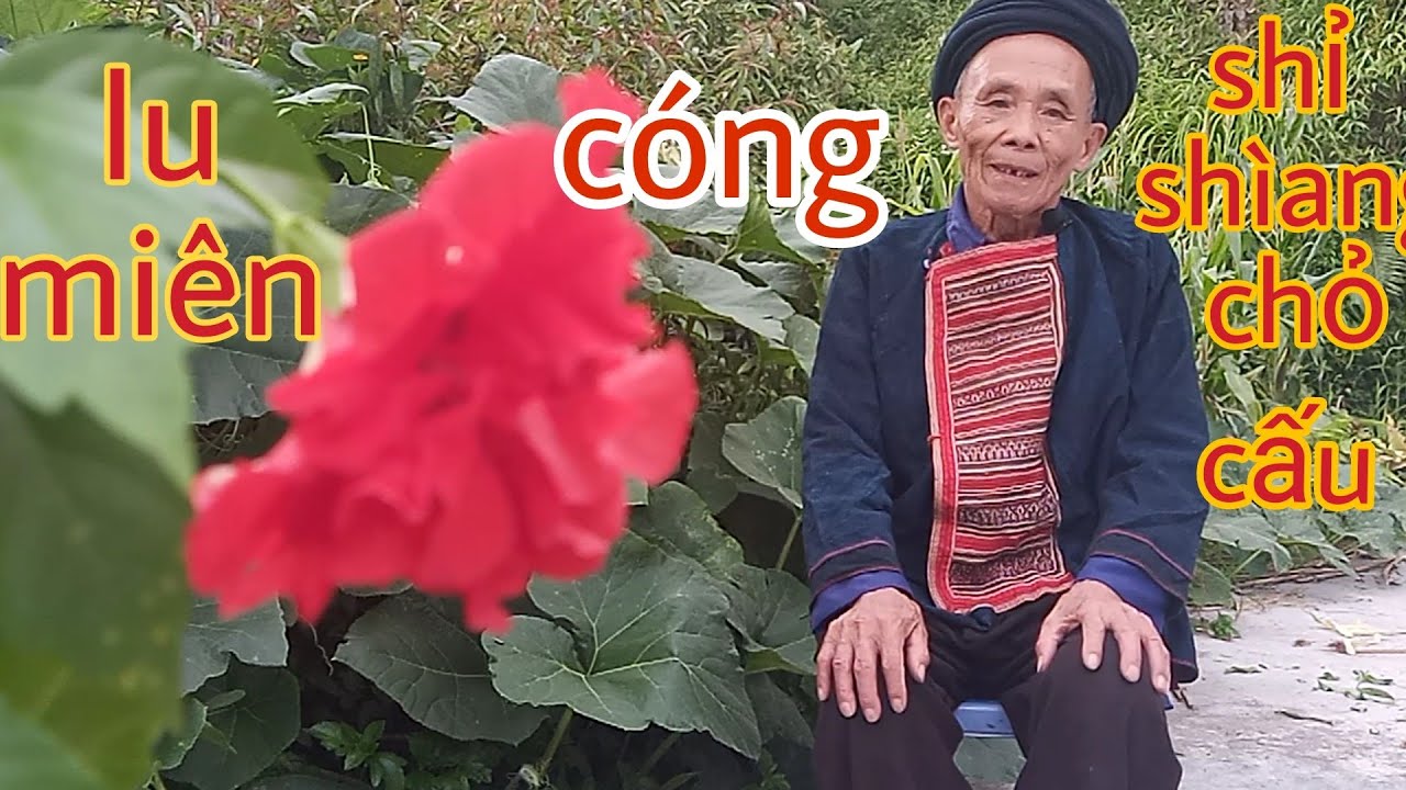 ông cụ kể chuyện (sự tích dây máu chó) chiềm schong hmươi.