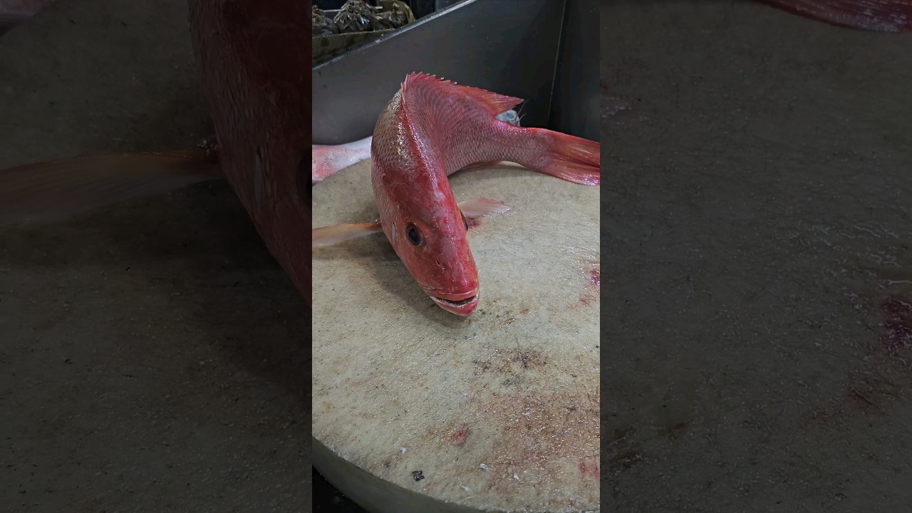 how to make cutting red snapper fish clean skills