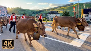 saturday may 18th, 2024 - yodeling with the cows through the village of urnäsch - swiss cattle drive