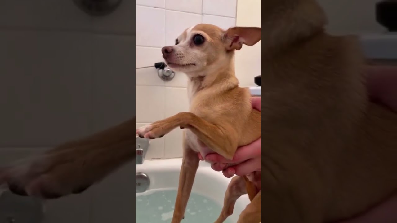 Dog Refuses To Be Touched Pet Fyp Foryou Animals