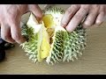à¸§à¸´à¸˜à¸µà¸›à¸¥à¸­à¸à¸—à¸¸à¹€à¸£à¸µà¸¢à¸™à¹à¸šà¸šà¸‰à¸µà¸à¸‡à¹ˆà¸²à¸¢à¹† | How to peel durian 