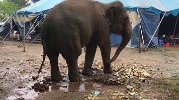 Voi giạp Xiếc trung ương