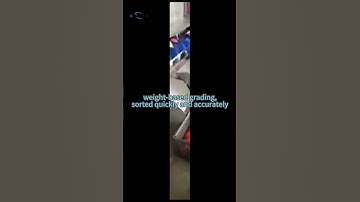 Grading Machine For Peach #machine #peachsortingmachine