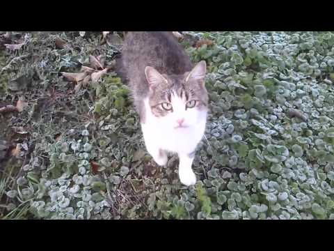 Videó: Egészséges Módszerek Macskád Kezelésére - Jó Macskakezelések