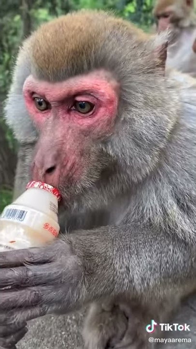 Monyet minum yakult dengan tenang