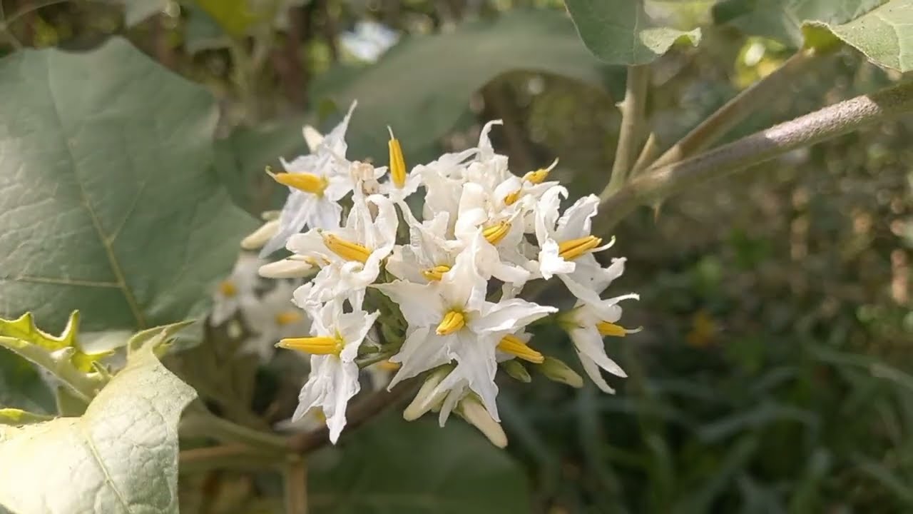 Solanum torvum,  Turkey Berry  💚  Talong-talongan or Tandang-aso 💚 Nature and nature sounds