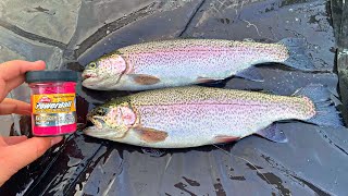 Stocked Rainbow Trout Fishing with Powerbait! (Urban AZ Pond)