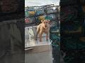 Dog gets "Sea Legs" on Alaska Crab Boat