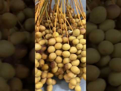 عذق نخلة برحي ماشاء الله لا قوة إلا بالله